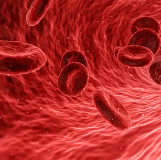 how much blood in a human body